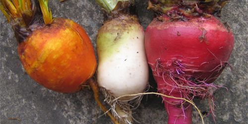 Beetroot Collection (June)