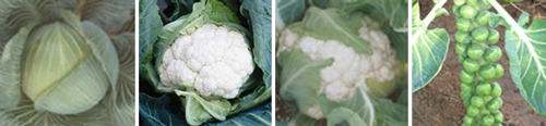 Clubroot Resistant Collection Clubroot Resistant Collection