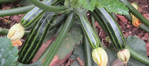 Courgettes & Squash Collection (Late May)
