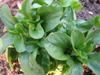 Corn Salad (Lamb's Lettuce) (October) 