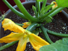 Courgettes ~ Patio Star (Late May)