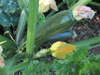 Courgettes ~ Tempra F1 (Late May) Courgettes ~ Tempra F1 (Late May)