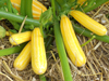 Courgettes ~ Sunstripe F1 (Late May)