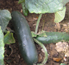 Cucumber (ridge) ~ Marketmore (Late May)