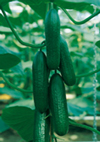 Cucumber ~ Passandra (Late May)