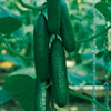 Grafted Cucumber