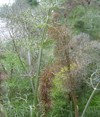 Fennel ~ Bronze (Late May)