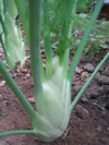 Fennel ~ Rondo (June)