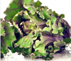 Kalettes ~ Autumn Star (June)