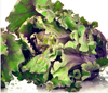 Kalettes ~ Autumn Star (June)