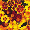 French Marigold (Tagetes Patula) ~ Disco Series (Late May)