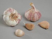 Garlic ~ Germidour (October)
