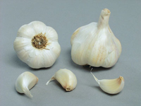 Garlic ~ Therador (October)