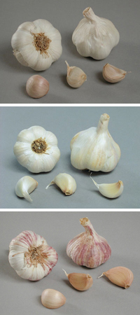 Garlic Collection (October)
