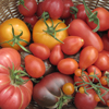 Grafted Heritage Tomato Collection