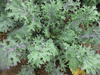 Kale (Borecole) ~ Red Russian