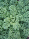 Kale (Borecole) ~ Westland Winter