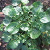 Land Cress  (November)