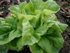 Lettuce ~ Arctic King (October)