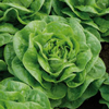 Lettuce ~ Brighton (glasshouse butterhead) (October)