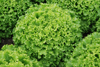 Lettuce (green Batavia) ~ Olana (July)