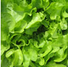 Lettuce ~ Green Oak Leaf (salad bowl) (June)