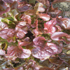 Lettuce ~ Red Oak Leaf (salad bowl) (August)