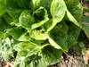 Winter Leafy Salads