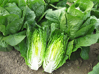 Lettuce ~ Totana (Cos) (Early May)