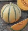 Melon ~ Alvaro (Late May) Melon ~ Alvaro (Late May)