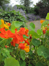 Nasturtium ~ Tip-Top Mix (Late May)