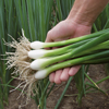 Bunching Onion ~ Matrix (October)