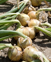 Onions ~ Hylander F1- brown skinned (April)