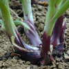 Onions ~ Redspark - red skinned (April)