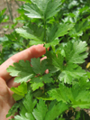 Parsley ~ Italian Giant (Flat leaf) (Late May)