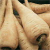 Parsnip ~ Gladiator F1 AGM (untreated seed) 