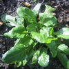 Perpetual Spinach (October)