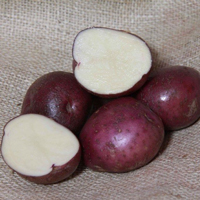 Arran Victory organic seed potato (February)