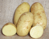 Charlotte organic seed potato (February)