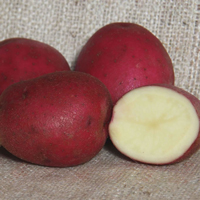 Red Duke of York conventional seed potato (February)