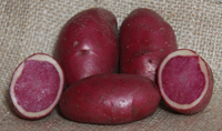 Highland Burgundy Red conventional seed potato (February)