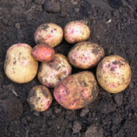 Cara organic seed potato (February)