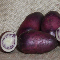 Shetland Black conventional seed potato (February)