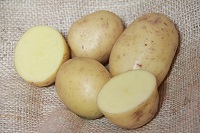 Orla organic seed potato (February)