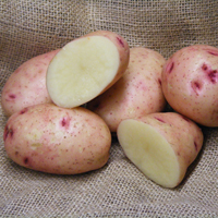 Mary's Rose organic seed potato (February)