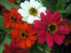 Zinnia ~ Profusion Mix (July)