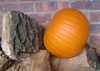 Pumpkin ~ Jack O'Lantern (Late May) Pumpkin ~ Jack O'Lantern (Late May)