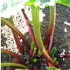 Rhubarb ~ Victoria (April)