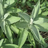 Large Herb Collection (Late May)