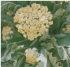Broccoli ~ 9-star (October) Broccoli ~ 9-star (October)
